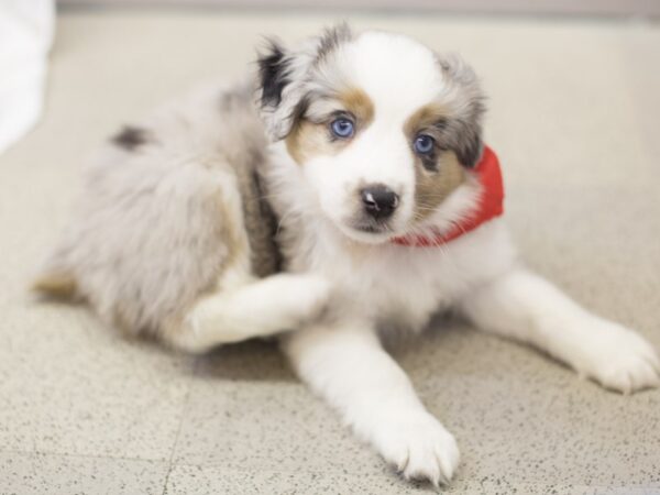 Miniature Australian Shepherd-DOG-Male-Blue Merle-11866-Petland Wichita, Kansas