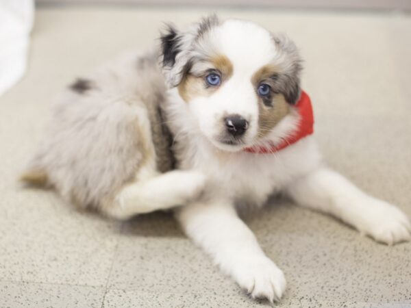 Miniature Australian Shepherd DOG Male Blue Merle 11866 Petland Wichita, Kansas