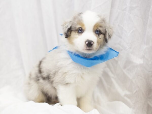 Miniature Australian Shepherd DOG Male Blue Merle 11865 Petland Wichita, Kansas