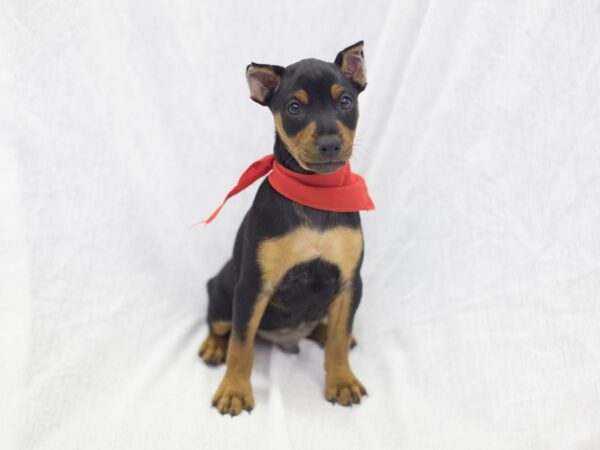 Siberian Husky DOG Female Black and White 11939 Petland Wichita, Kansas