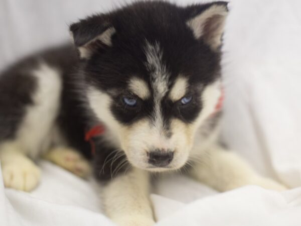 Siberian Husky DOG Male Black and White 11938 Petland Wichita, Kansas