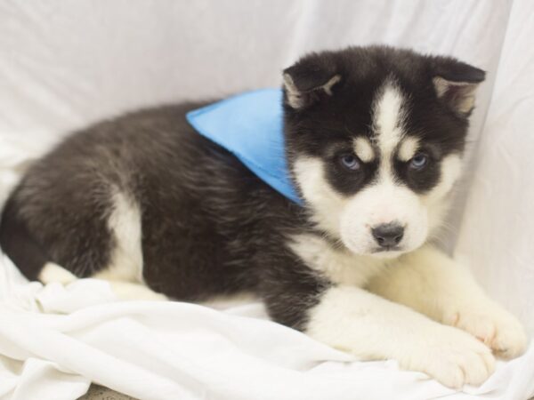 Siberian Husky DOG Male Black and White 11937 Petland Wichita, Kansas