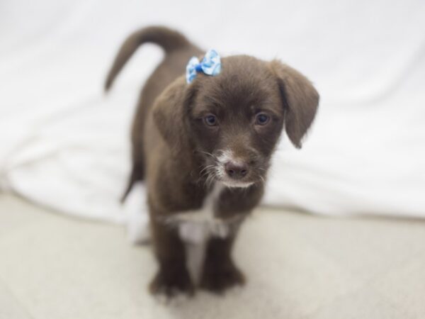 BeagleDoodle DOG Female Chocolate 11936 Petland Wichita, Kansas