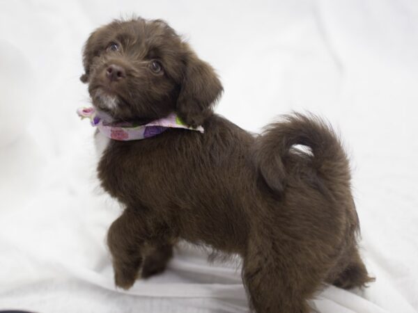 BeagleDoodle DOG Female Chocolate 11935 Petland Wichita, Kansas