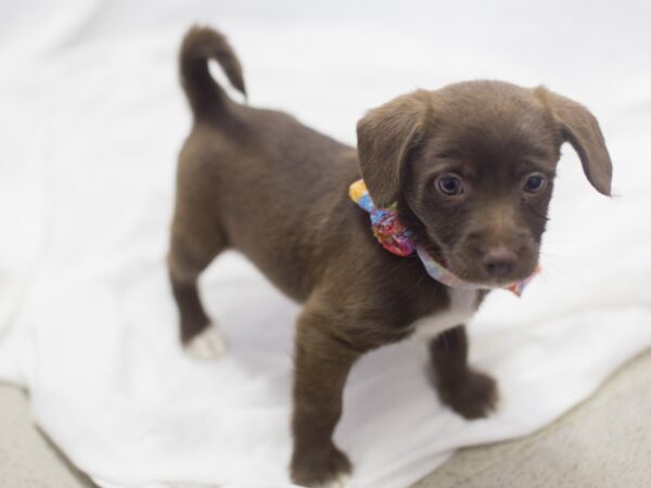 BeagleDoodle-DOG-Female-Chocolate-11934-Petland Wichita, Kansas