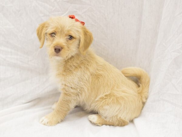 BeagleDoodle DOG Female Bluff and Cream 11933 Petland Wichita, Kansas