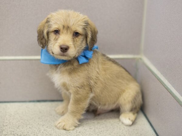 BeagleDoodle-DOG-Male-Bluff and Cream-11932-Petland Wichita, Kansas