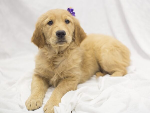 Golden Retriever DOG Female Golden 11931 Petland Wichita, Kansas