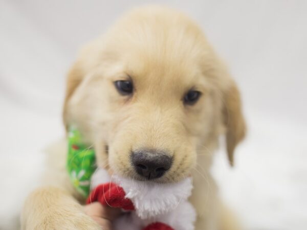 Golden Retriever DOG Male Golden 11930 Petland Wichita, Kansas