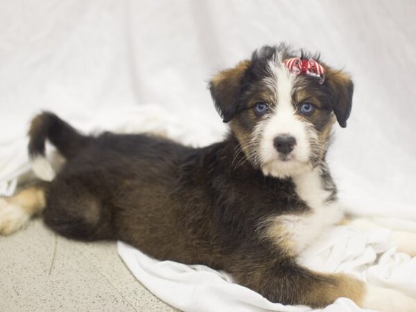 Huskydoodle DOG Female Red Tri 11929 Petland Wichita, Kansas