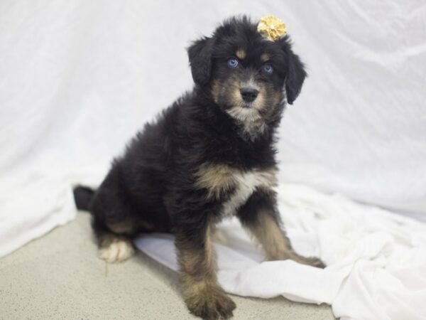 Huskydoodle DOG Female Black Tri 11928 Petland Wichita, Kansas