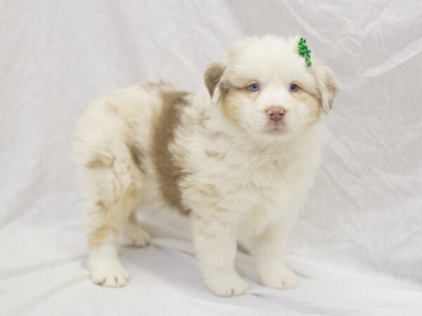 Australian Shepherd DOG Female Red Merle 11927 Petland Wichita, Kansas