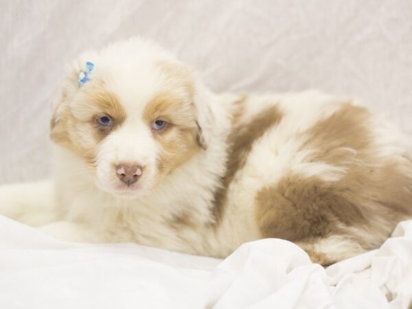 Australian Shepherd DOG Female Red Merle 11926 Petland Wichita, Kansas