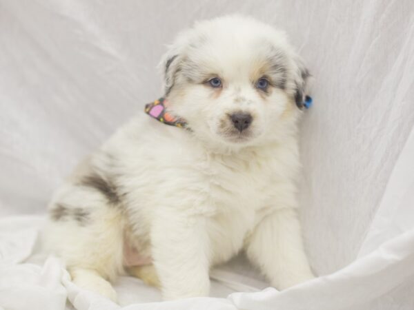 Australian Shepherd DOG Male Blue Merle 11925 Petland Wichita, Kansas