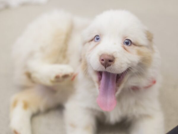 Australian Shepherd DOG Male Red Merle 11924 Petland Wichita, Kansas