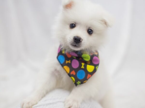 Miniature American Eskimo DOG Male White 11923 Petland Wichita, Kansas