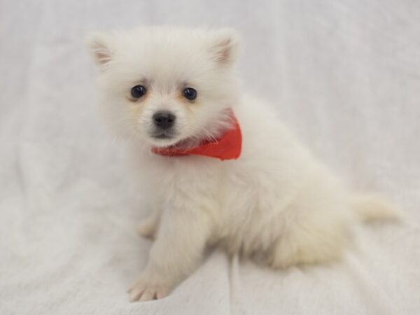 Miniature American Eskimo DOG Male White 11922 Petland Wichita, Kansas