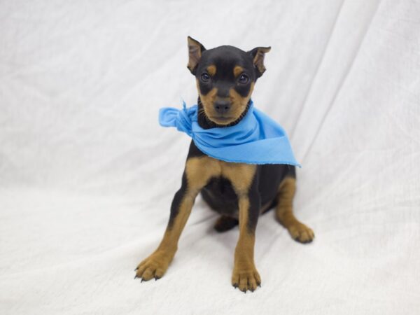 Miniature Pinscher DOG Male Black and Rust 11920 Petland Wichita, Kansas