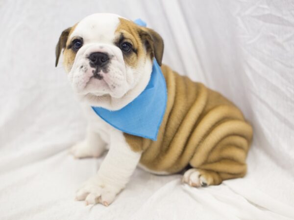 English Bulldog DOG Male Fawn and White 11919 Petland Wichita, Kansas