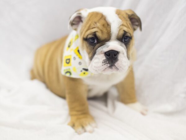 English Bulldog DOG Male Fawn and White 11918 Petland Wichita, Kansas