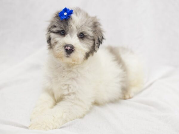 Aussiedoodle DOG Female Blue Merle 11917 Petland Wichita, Kansas