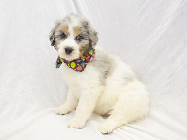 Aussiedoodle DOG Male Blue Merle 11916 Petland Wichita, Kansas