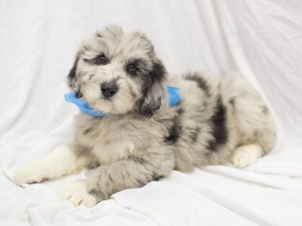 Aussiedoodle DOG Male Blue Merle 11915 Petland Wichita, Kansas