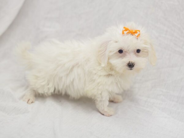 Coton De Tulear DOG Female White 11914 Petland Wichita, Kansas