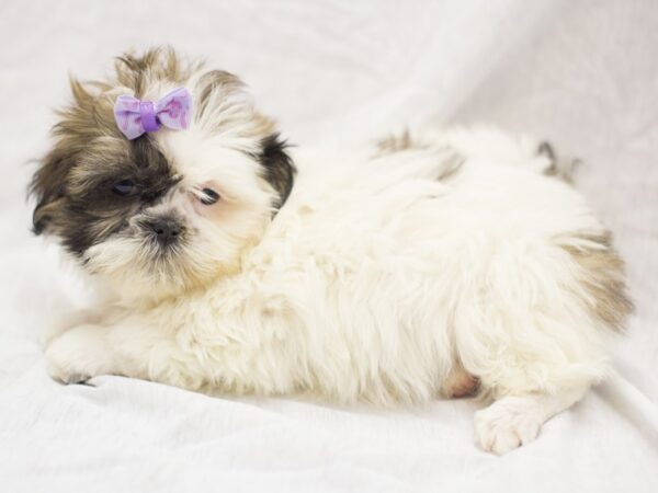 Shih Tzu DOG Female Brown and White 11913 Petland Wichita, Kansas