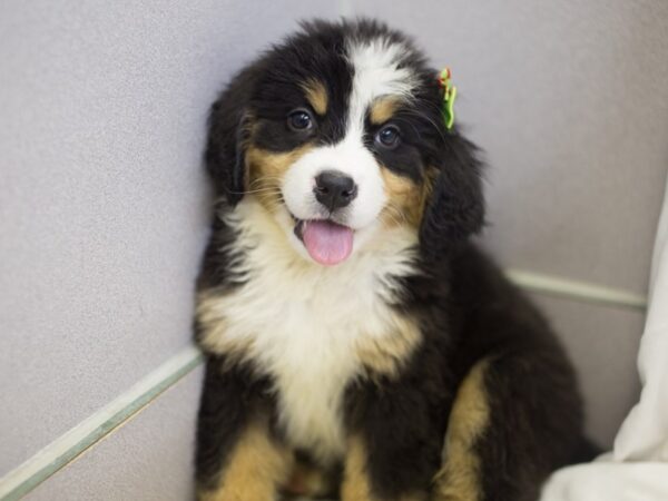 Bernese Mountain Dog DOG Female Tri Color 11912 Petland Wichita, Kansas