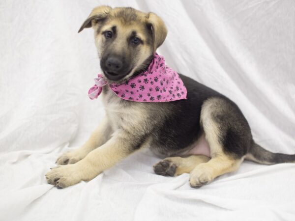 German Shepherd Dog DOG Female Black and Tan 11911 Petland Wichita, Kansas