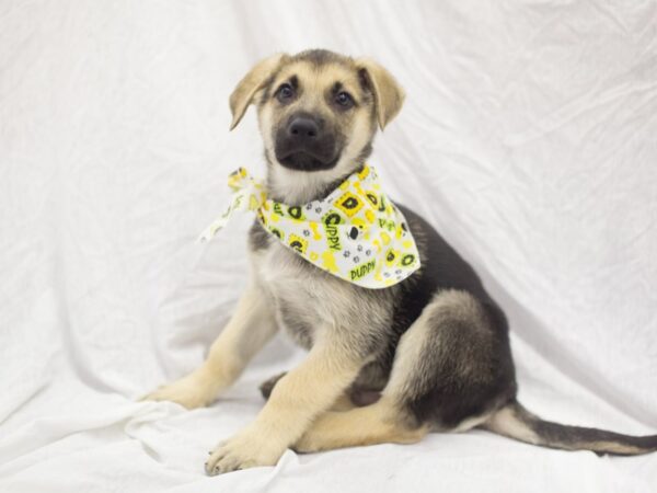 German Shepherd Dog DOG Male Black and Tan 11910 Petland Wichita, Kansas