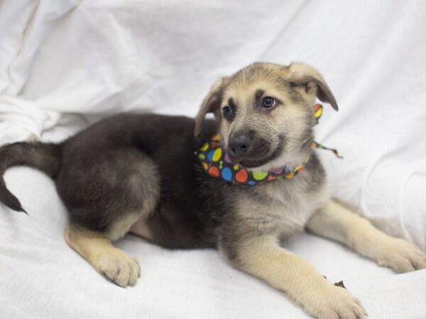 German Shepherd Dog DOG Male Black and Tan 11909 Petland Wichita, Kansas