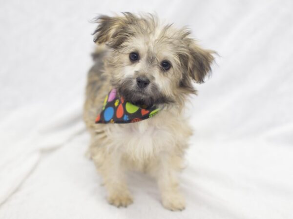 Havanese DOG Male Brown 11880 Petland Wichita, Kansas