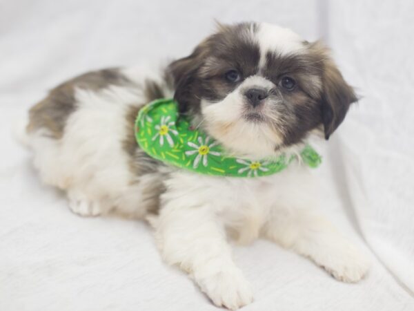 Shih Tzu-DOG-Male-Brindle and White-11942-Petland Wichita, Kansas