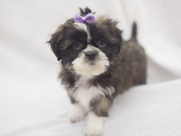 Shih Tzu DOG Female Brown and White 11943 Petland Wichita, Kansas