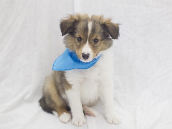 Shetland Sheepdog DOG Male Sable and White 11940 Petland Wichita, Kansas