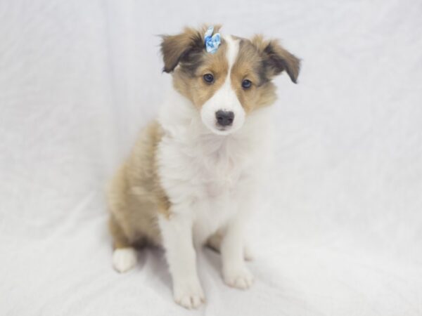 Shetland Sheepdog DOG Female Sable and White 11941 Petland Wichita, Kansas