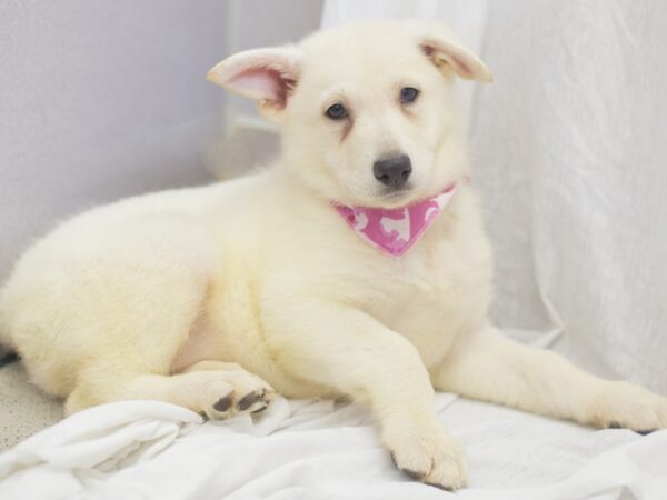 German Shepherd Dog DOG Female White 11944 Petland Wichita, Kansas