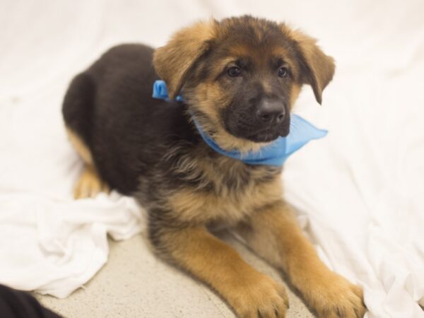 German Shepherd Dog-DOG-Male-Black and Red-11945-Petland Wichita, Kansas