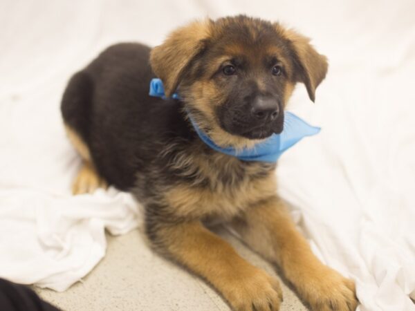 German Shepherd Dog DOG Male Black and Red 11945 Petland Wichita, Kansas