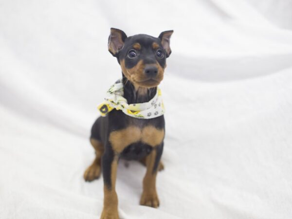 Miniature Pinscher DOG Male Black and Rust 11946 Petland Wichita, Kansas