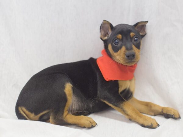Miniature Pinscher-DOG-Male-Black and Rust-11947-Petland Wichita, Kansas