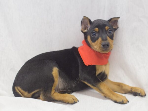 Miniature Pinscher DOG Male Black and Rust 11947 Petland Wichita, Kansas