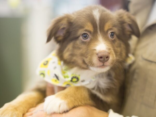 Miniature Australian Shepherd DOG Male Red Tri 11953 Petland Wichita, Kansas