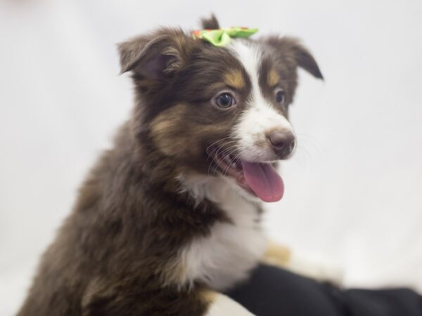 Miniature Australian Shepherd DOG Female Red Tri 11954 Petland Wichita, Kansas