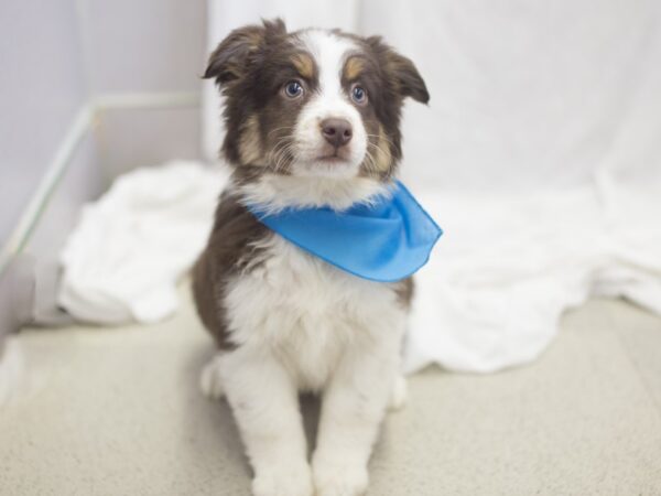 Miniature Australian Shepherd DOG Male Red Tri 11952 Petland Wichita, Kansas