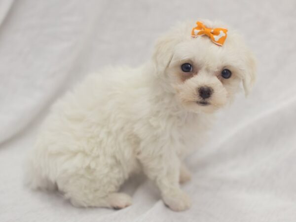 Bichon Frise DOG Female White 11955 Petland Wichita, Kansas