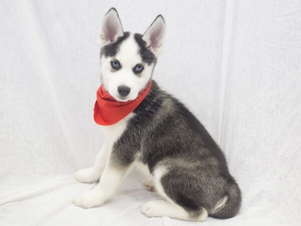 Siberian Husky DOG Male Black and White 11948 Petland Wichita, Kansas