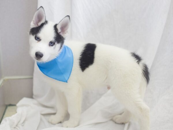 Siberian Husky-DOG-Male-White with Spots-11949-Petland Wichita, Kansas